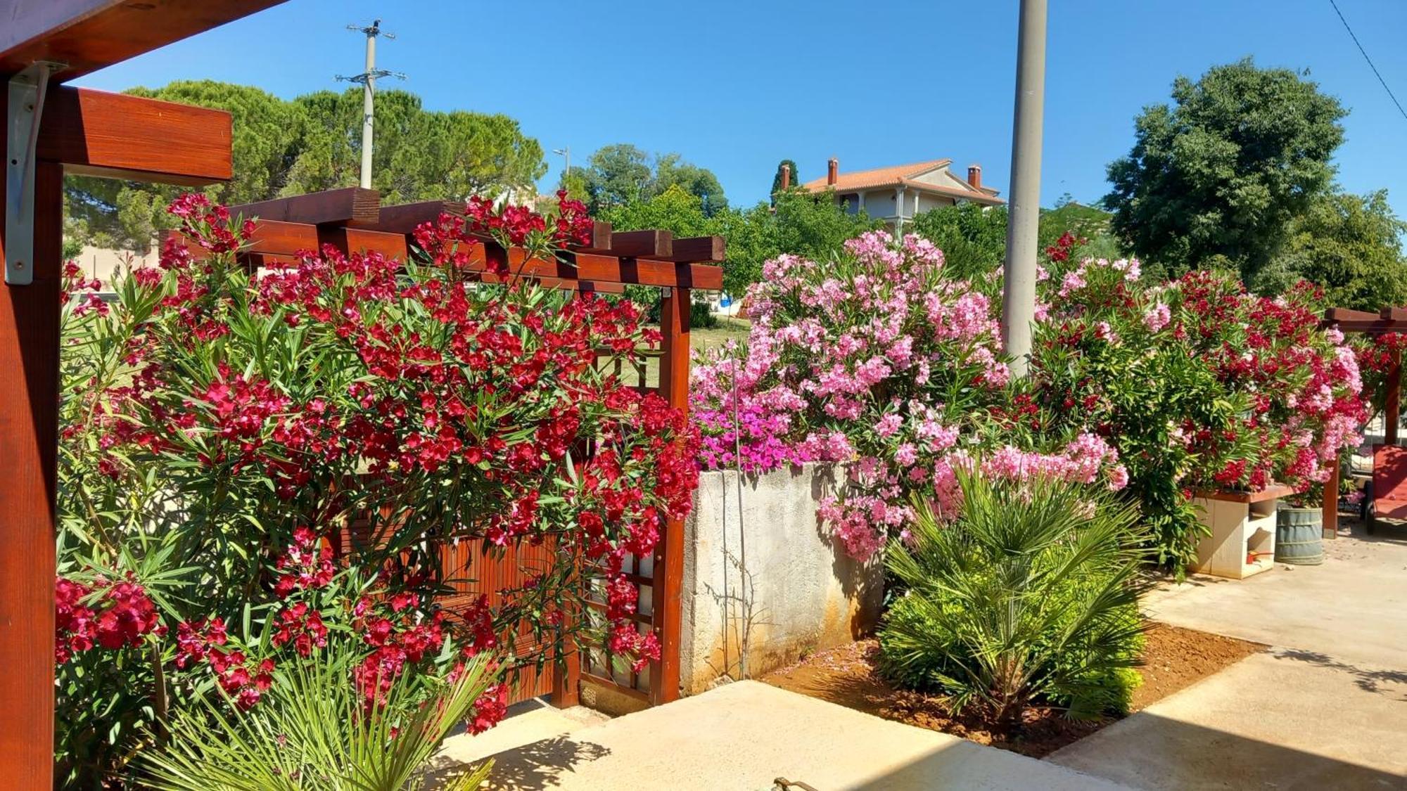 Antonio Solimar Apartments Porec Esterno foto